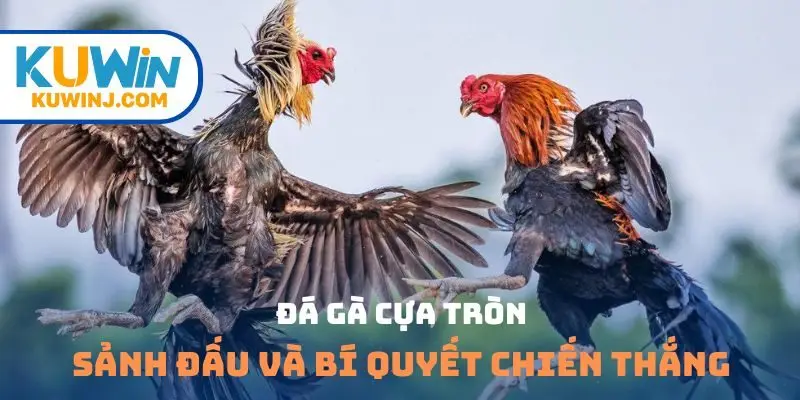 đá gà cựa tròn
