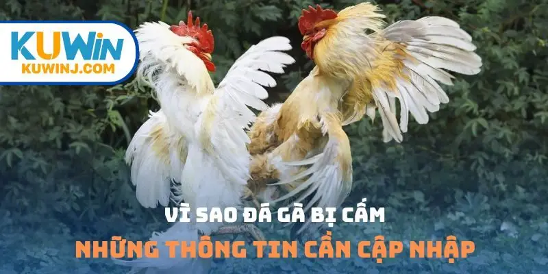 vì sao đá gà bị cấm