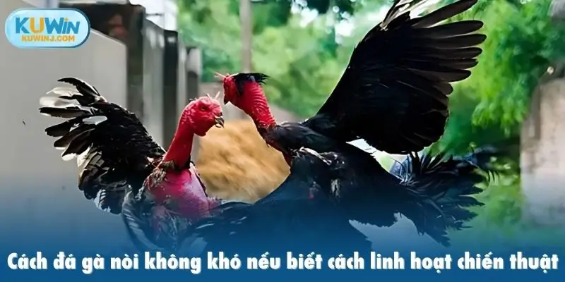Cách đá gà nòi không khó nếu biết cách linh hoạt chiến thuật